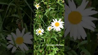 Love seeing daisys🌼.  #daisy #daisies #flowers #spring #shorts