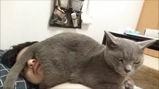 毎朝、灰色猫の重すぎる愛を受ける飼い主