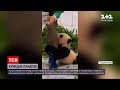 Понад 4 мільйони людей переглянули відео з пандою  з південнокорейського зоопарку