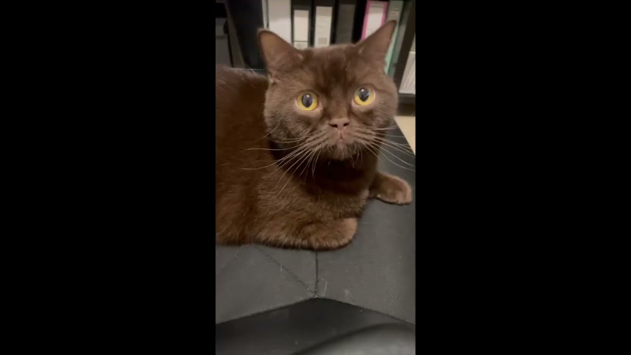 Boxes, Purrs & Funny Faces 😹🐾 (Bueno, Lido & Alva)