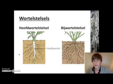 Video: Tui-wortelstelsel: kenmerke, foto's, groottes