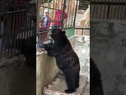 الدببة في الاسكندرية في حديقة حيوان النزهة 