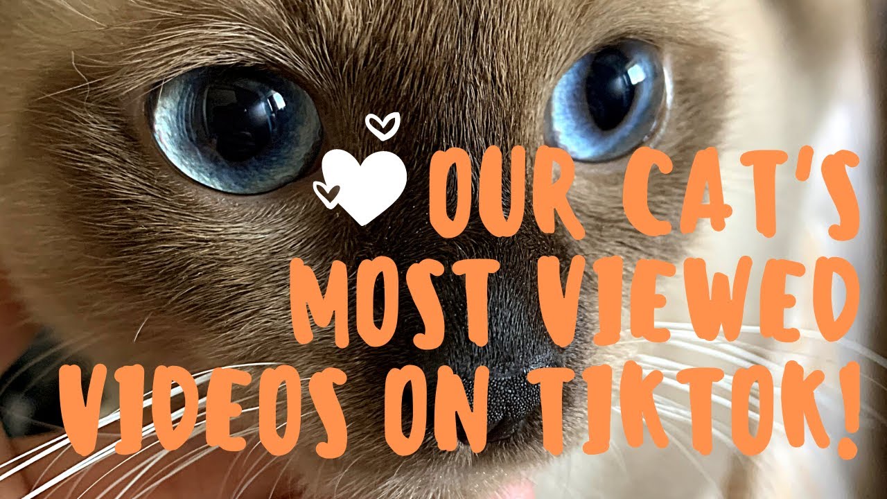 Our Cat's Top 5 Most Viewed Videos on TikTok YouTube