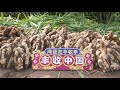 Ginger harvest in laizhou china    from qingdao haidelong 