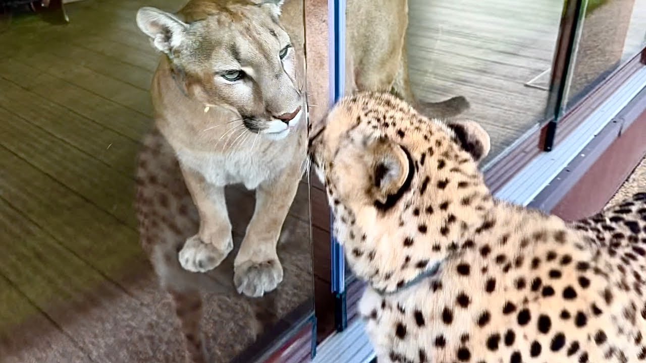 Гепард и пума каждый день ждут встречи. Месси и Герда мечтают ли подружиться?