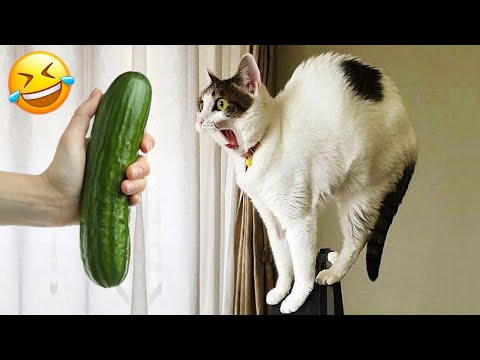 Видео: Когда коты такие глупые 😹 Я умру со смеху 🤣