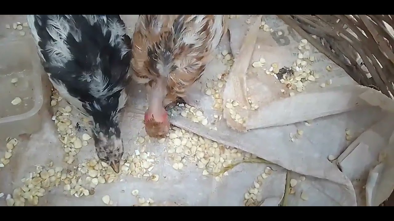 How to prepare this African special food ....and make it very delicious 