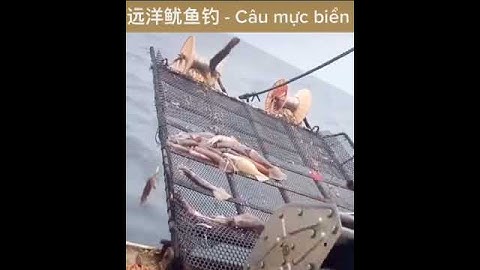 [Enjoy] Câu Mực Ống Biển (Squid)