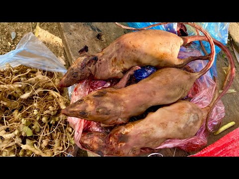 Video Độc Đáo Phiên Chợ Vùng Cao Bán Toàn ĐỒ RỪNG HIẾM |... - youtube