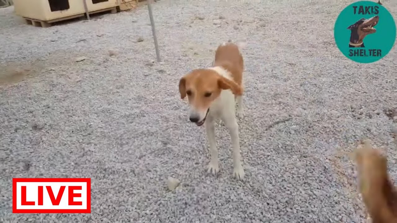 dog saved by dolphin Ninja boy is feeling much better - Takis Shelter