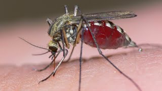 Coming Soon: Genetically Modified Mosquitoes!
Millions of genetically modified mosquitoes could be released in the Florida Keys if British researchers win approval to use the bugs against two extremely painful viral diseases.
Dengue and chikungunya are growing threats in the U.S., but some people are more frightened at the thought of being bitten by a genetically modified organism.
More than 130,000 people signed a Change.org petition against the experiment.
FYI Lindsay Lohan has chikungunya right now which she contracted on her vacation in French Polynesia
Whats the strangest or most unconventional thing youve done to boost your health?
Comment below and share your story!
Click to subscribe: http://www.youtube.com/subscription_center?add_user=townsquare
Host: Ana Kasparian
https://twitter.com/AnaKasparian
Guests:
Drew Carter
Actor, TV Host, and former NFL player
https://twitter.com/itsdrewskiiii
Max Lugavere
Filmmaker, TV Personality
https://twitter.com/maxlugavere
Check out Maxs Kickstarter for BREAD HEAD here: https://www.kickstarter.com/projects/maxlugavere/bread-head-can-we-prevent-americas-most-feared-dis
The Point with Ana Kasparian is a smart and fast-paced panel show giving you a weekly round up of the hottest stories of the week. Each week Ana sits down with some of your favorite hosts from The Young Turks and other interesting personalities that each bring their unique perspectives on everything from news to pop culture. Coming Soon: Genetically Modified Mosquitoes!