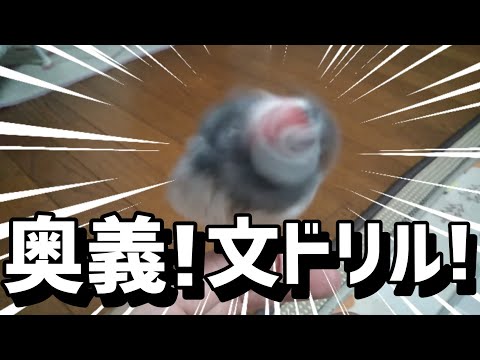 【文鳥】見せてやろう…これが奥義“文ドリル”だ！
