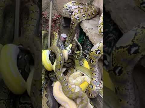 Video: Snake-mobiludvikler Laver En Efterfølger