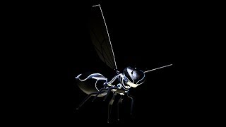 Bee Robot Turntable