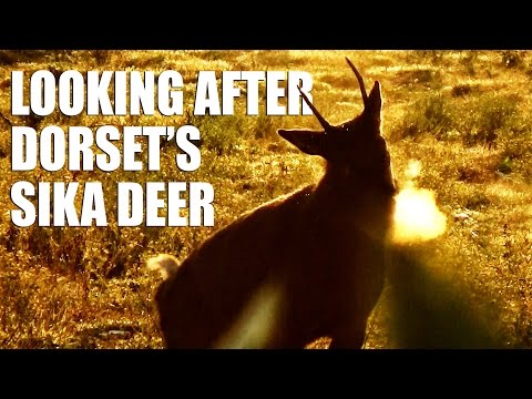 Looking after Dorset&rsquo;s Sika Deer