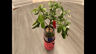 Whats That Pepper Ep98 - 2020 Starrscream F2