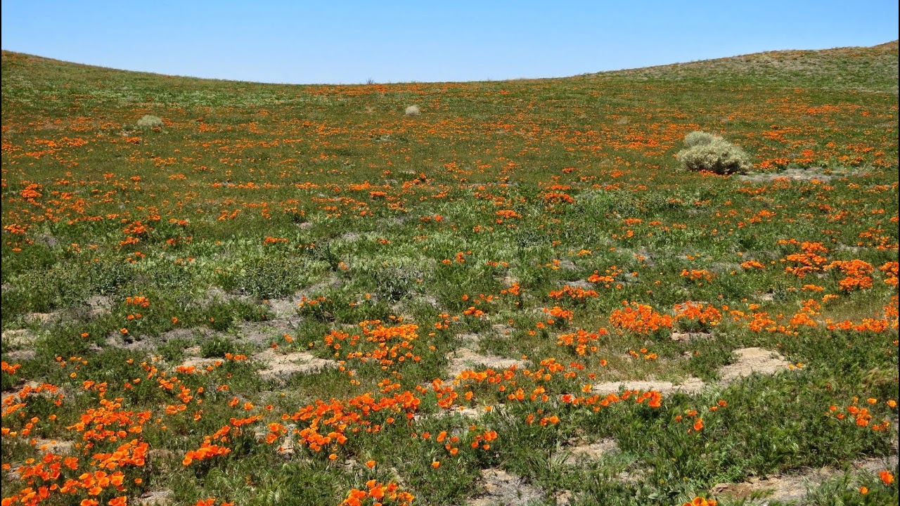 Cold war:League play gameplay|Austin sage