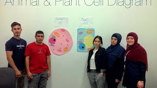 Why Are We Different? Visually Learning the Structure of a Cell
