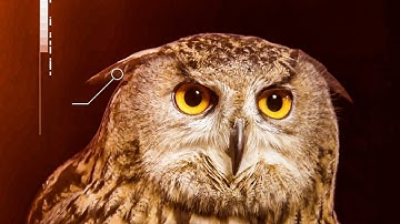 Animals with Superpowers | BBC Earth