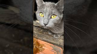 Gray Cat In The Basement