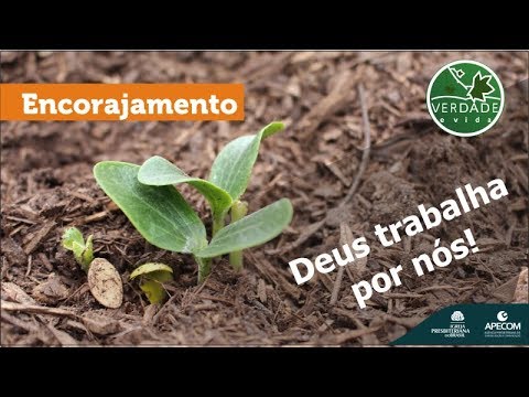 0650 - Deus trabalha por nós