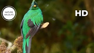 AMAZING BEAUTIFUL BIRDS | RELAXING BIRD SOUNDS | STUNNING NATURE | STRESS RELIEF | CALM by NATURE WILDLIFE 67 views 7 days ago 45 minutes