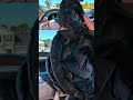 F150 Sunshade Visor(Shinehome) Pt.1 #hughesgarage #f150 #fordtrucks #sunshades