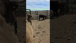 Joy met her siblings 💖! #cow #ranchlife #farmlife #scottishfold #babyanimals #farming #cuteanimals