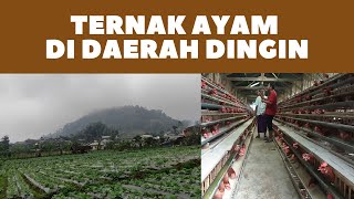 Peternak Ayam Petelur Milenial, Modal Awal 160Jt Balik Modal 1 Tahun. 