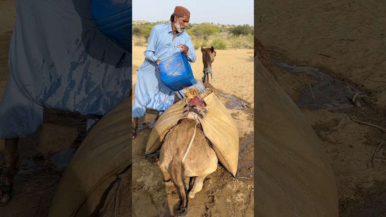 مشهد جميل لملء جمل بالماء بفضل بركة الله وتقليد قديم 🐪💧