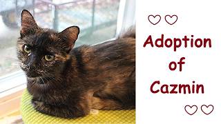Adoption of Cazmin 08-04-2026    Friends of Felines Rescue Center (FFRC)