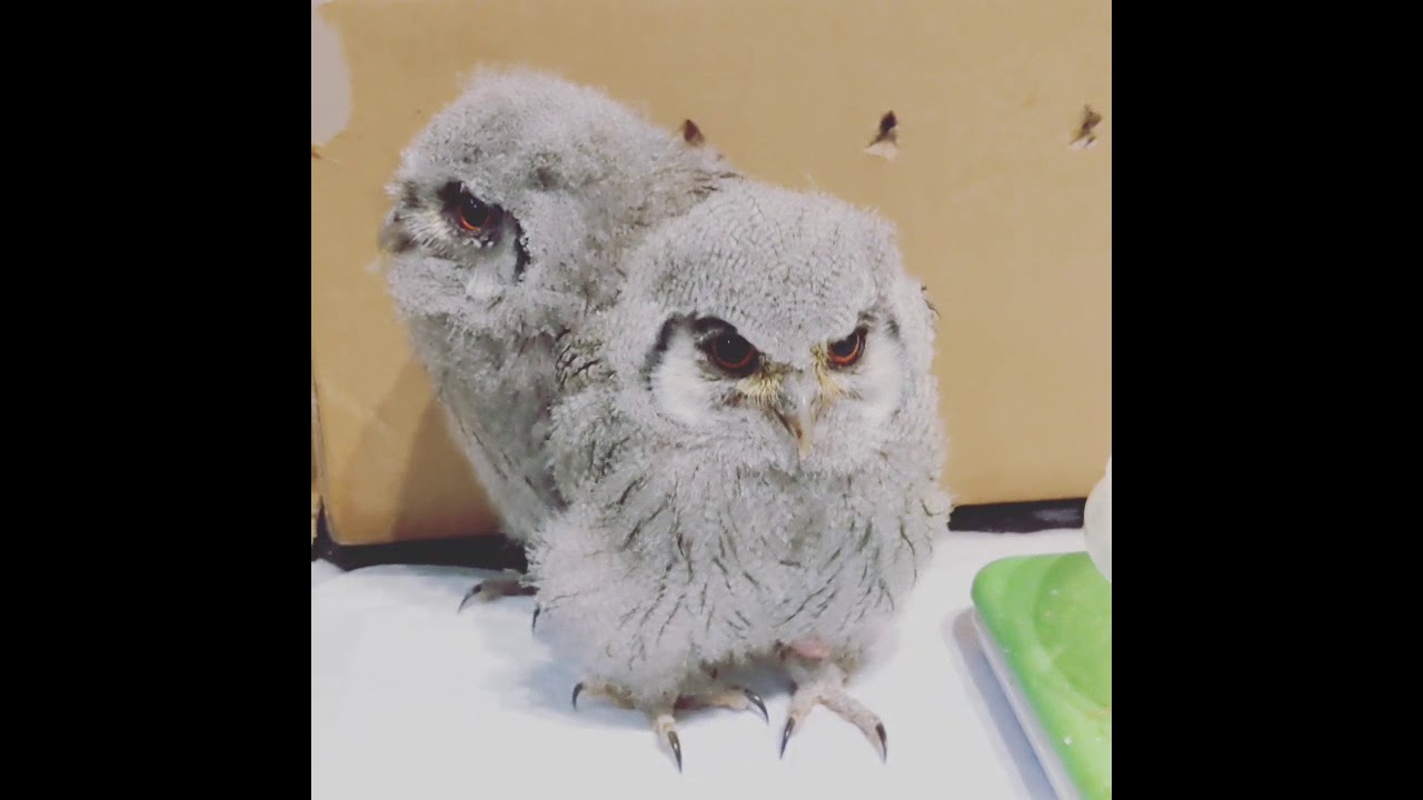 アフリカオオコノハズクの雛ちゃんがやってきた White Faced Owl Baby Youtube