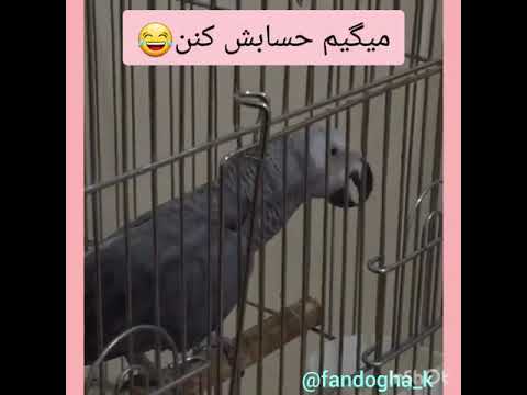 به صاحبش میگه مهرداد عاقل شده مبارکت باشه حسودی میکنه