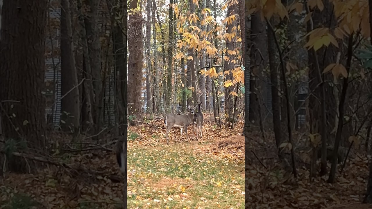 Home, but make it magical🦌🍂. 