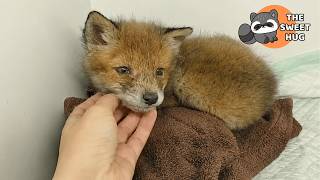 A Wild Fox Was Free to Leave—But He Chose to Stay With Us
