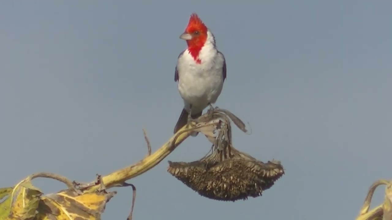 Qué come el  Cardenal copete rojo Paroaria coronata Esperanza Santa Fe,Argentina 2023