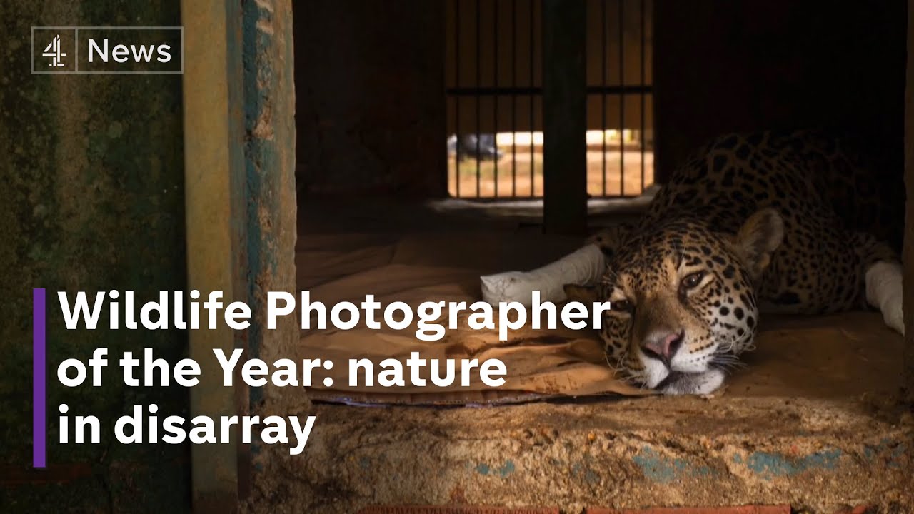 A Sneak Peek At Amazing Animal Photos From Wildlife Photographer Of The  Year 2023