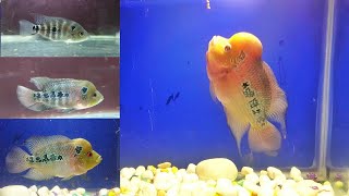Step by Step Growth of my Red Dragon Flowerhorn Fish | Flowerhorn baby growth stages (Jonty)