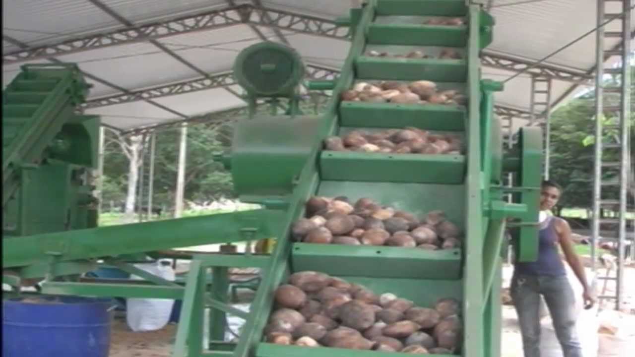 AUMENTO DE COMPRA E VENDA DO COCO BABACU EM PRESIDENTE VARGAS