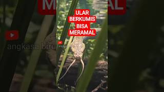 Ular Bisa Membaca Masa Depan Mangsanya? Erpeton tentaculatum. #faktahewan #ular #shorts