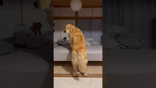 ぼく寝るよー？ゴールデンレトリバー寝床につきました！Golden retriever went to bed