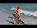 Navarre Beach Shark Fishing