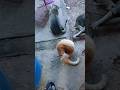 #Happyroute #rat VS cat #😆#cat comedy