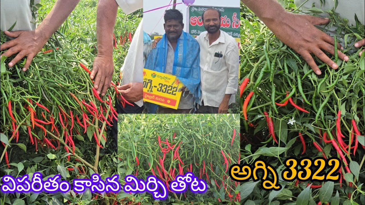 విపరీతంగా కాసిన మిర్చి తోటను చూసి ఆచార్య పోయిన రైతులు 