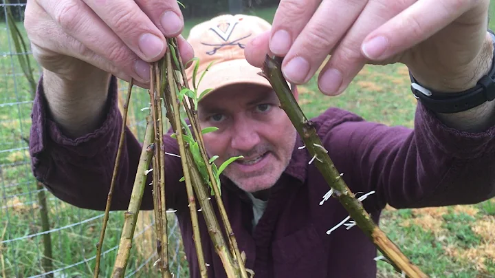 How To Grow A Weeping Willow Tree From Cuttings - DayDayNews