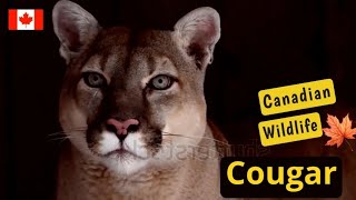 Mountain Lion: Canada’s Apex Predator and Biggest Wildcat