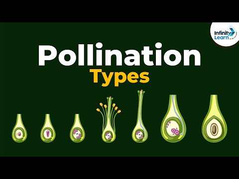 Types of Pollination | Don&rsquo;t Memorise