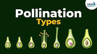 Types Of Pollination Dont Memorise