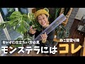 モンステラ デリシオーサにねこ型登り棒100cmを装着するよ