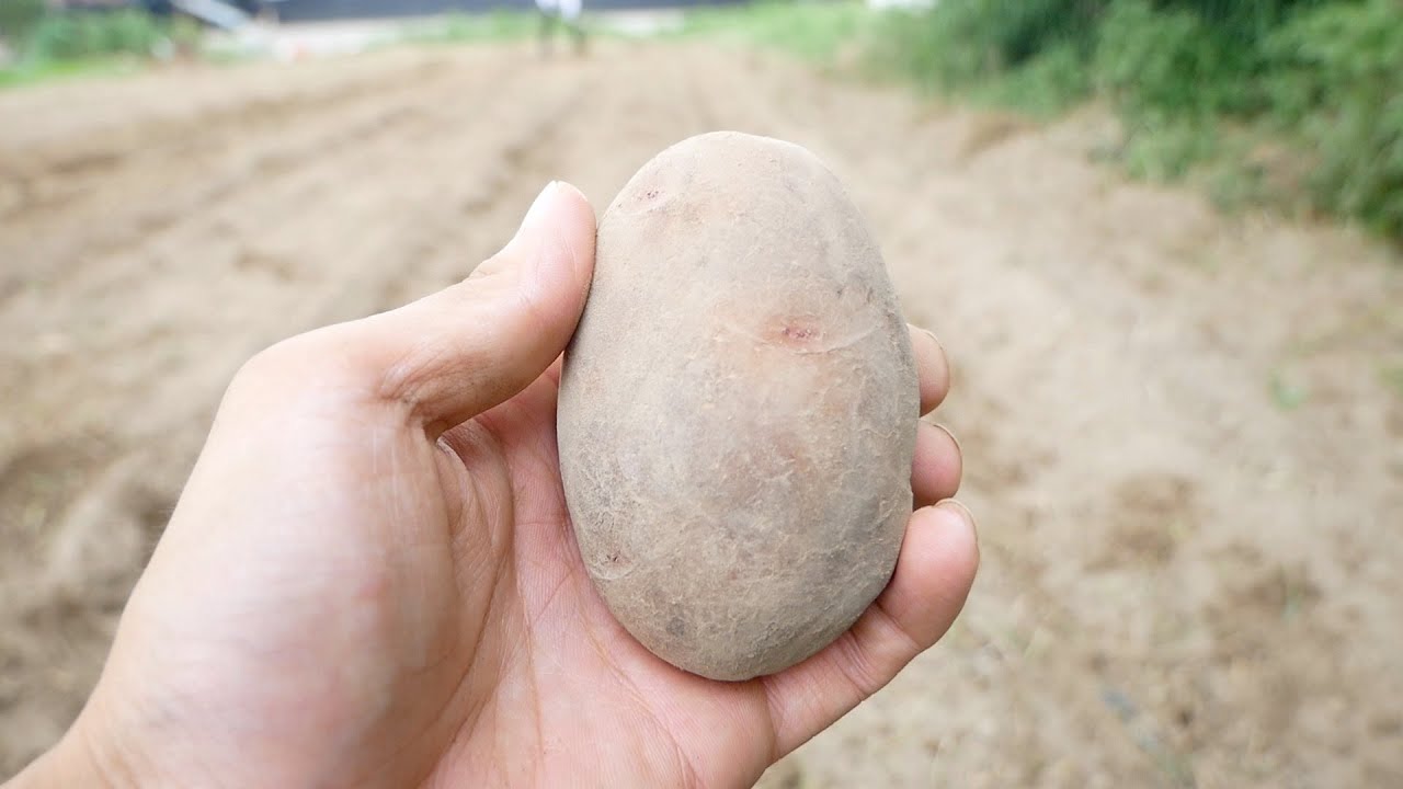 【秋ジャガ植え】たくさんジャガイモを収穫したいなら肥料（窒素）が大事です